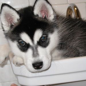 Meet your Posher, Robin